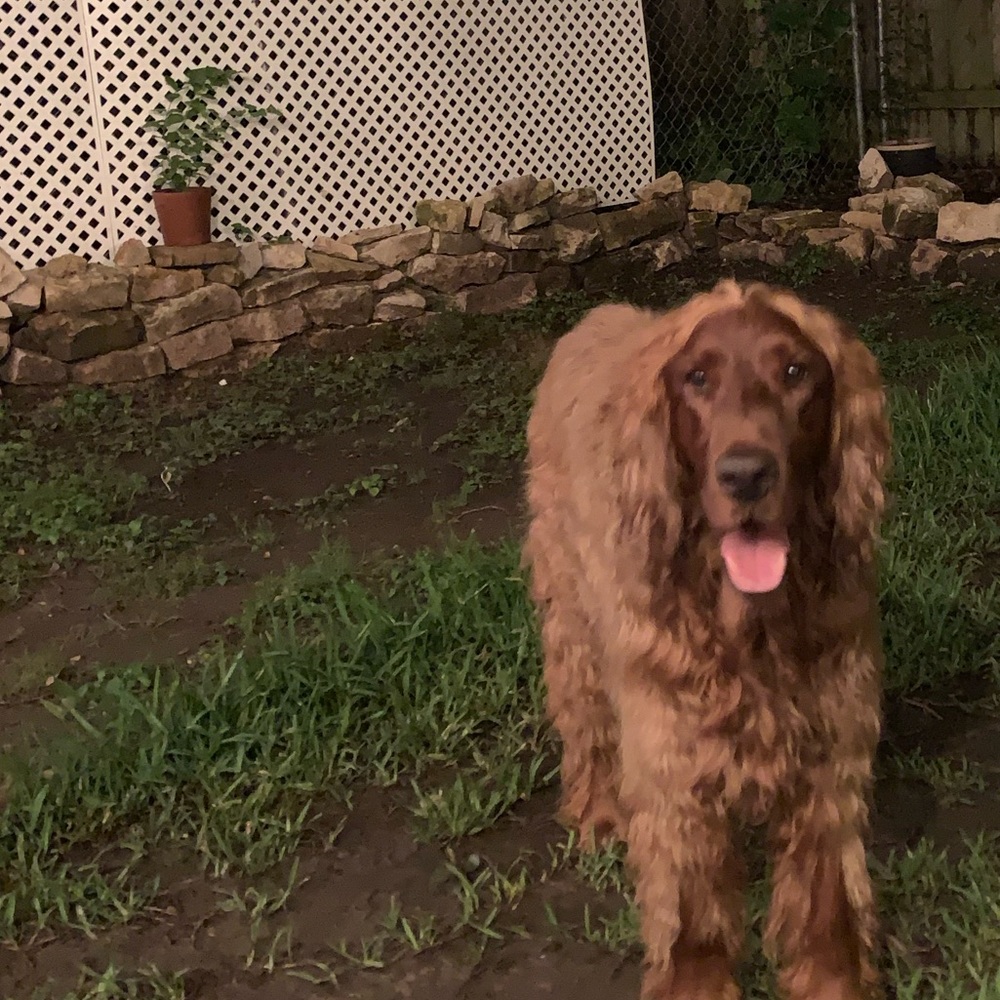 Meet your Posher, Alan